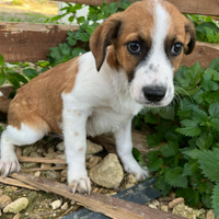 Jerry, meticcio,4 mesi, futuri 15 kg, dolcissimo