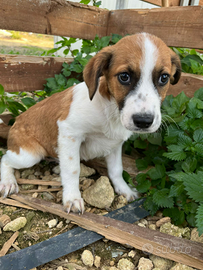 Jerry, meticcio,4 mesi, futuri 15 kg, dolcissimo