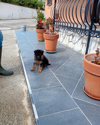 Disponibili cuccioli di pastore tedesco