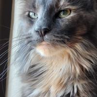 Maine Coon