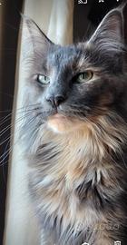 Maine Coon