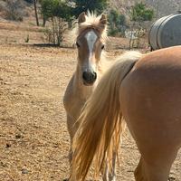 Puledra originale haflinger