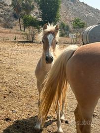 Puledra originale haflinger