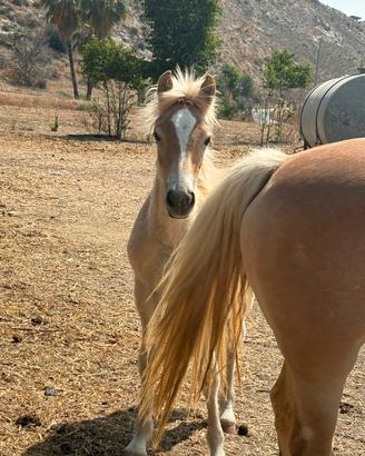Puledra originale haflinger