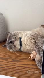 Gatto per monta