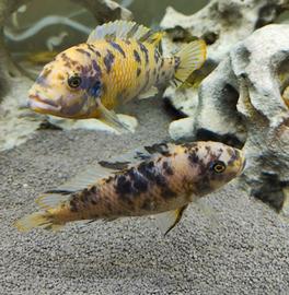 Ciclidi africani Malawi