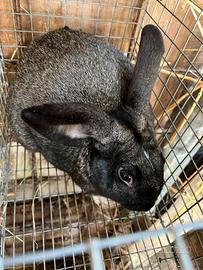 Coniglio da riproduzione