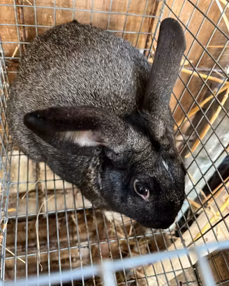 Coniglio da riproduzione