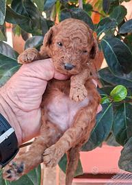 Barboncino toy red brown