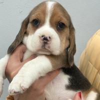 Cucciole di beagle