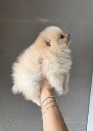 Spitz di Pomerania