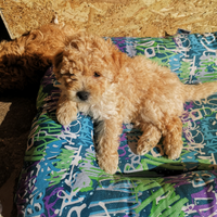 Ultimo cucciolo barboncino nano