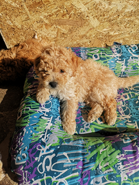 Ultimo cucciolo barboncino nano