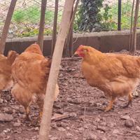 Galline Robusta lionata e nostrane