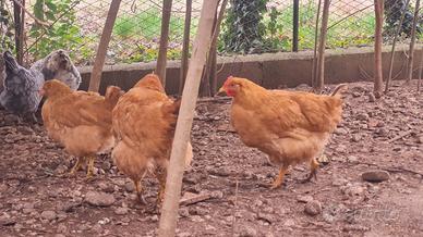 Galline Robusta lionata e nostrane