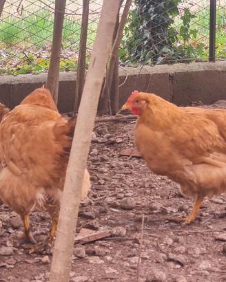 Galline Robusta lionata e nostrane