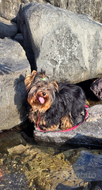 York schire cuccioli