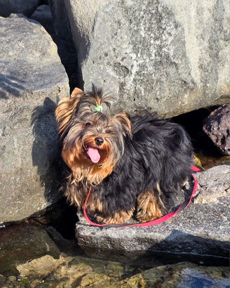 York schire cuccioli