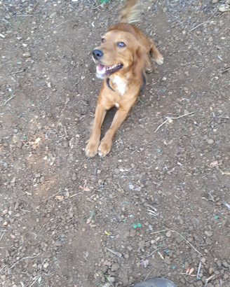 Cane da caccia