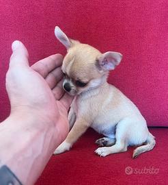 Chihuahua Maschio, mini Toy