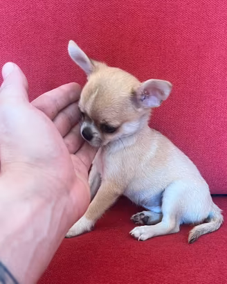 Chihuahua Maschio, mini Toy