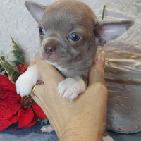 Chihuahua femmina pedigree