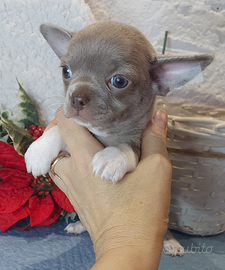 Chihuahua femmina PC pedigree