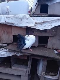 Colombi con coda nera