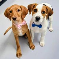 Cucciolo beagle mix taglia piccola in adozione