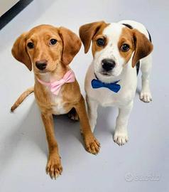 Cucciolo beagle mix taglia piccola in adozione