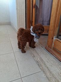 Barboncino toy rosso