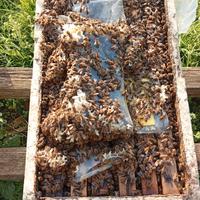 Vendita nuclei d'api