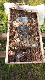 Vendita nuclei d'api