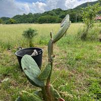 Cactus fichi d’india 100 cm