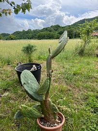 Cactus fichi d’india 100 cm