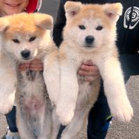 Ultimi 2 maschietti Akita Inu con PEDIGREE ENCI