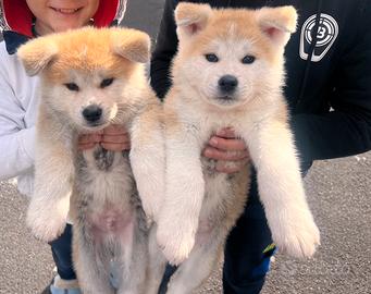 Ultimi 2 maschietti Akita Inu con PEDIGREE ENCI