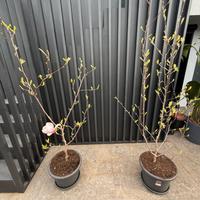 Magnolia giapponese "Magnolia soulangeana"