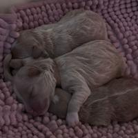 Cucciolo di maltipo, barboncino con maltipo