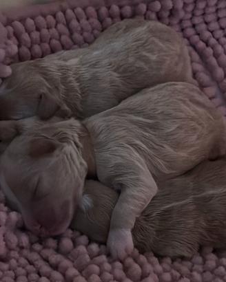 Cucciolo di maltipo, barboncino con maltese