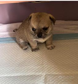 Chihuahua