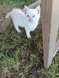 Gattina