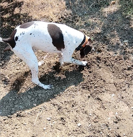 Cane da tartufo