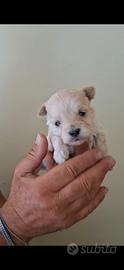Cucciolata di maltipoo mini toy