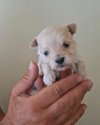 Cucciolata di maltipoo mini toy