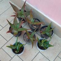 Piantine di aloe