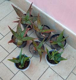 Piantine di aloe