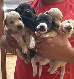Cuccioli di piccola taglia