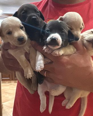 Cuccioli di piccola taglia