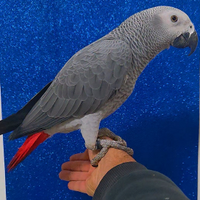 Pappagallo Cenerino taglia mastodontica